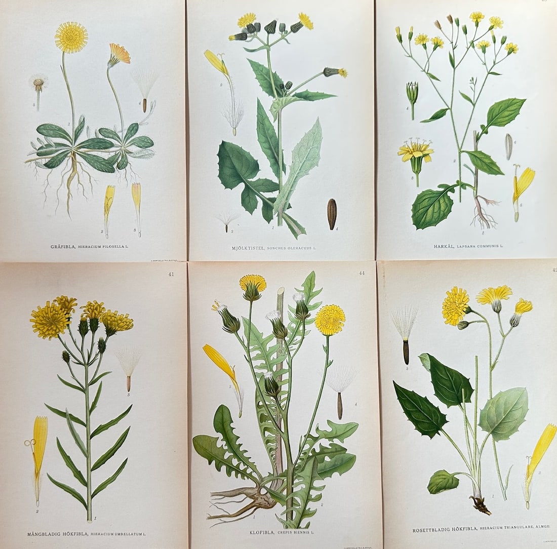 Carl Lindman (1856–1928) – Set of 6: Nordic Flora (Common Sowthistle) – Chromolithograph (c. (1 of 2)