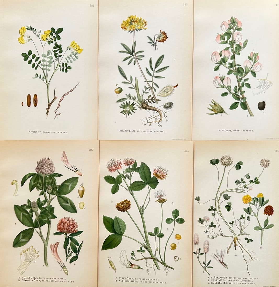 Carl Lindman (1856–1928) – Set of 6: Red Clover and White Clover – Chromolithograph (c. 1901) (1 of 2)