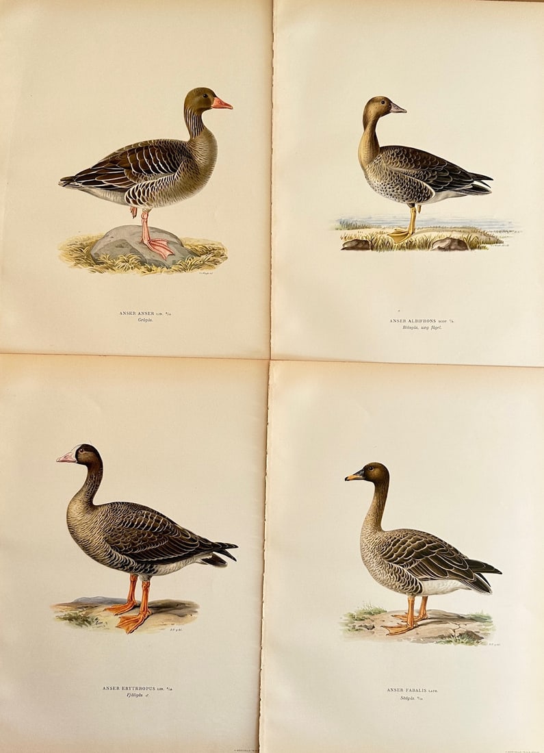 Wilhelm von Wright (1810–1887) – Set of 4: Greylag Goose and Greater White-fronted Goose (1 of 2)