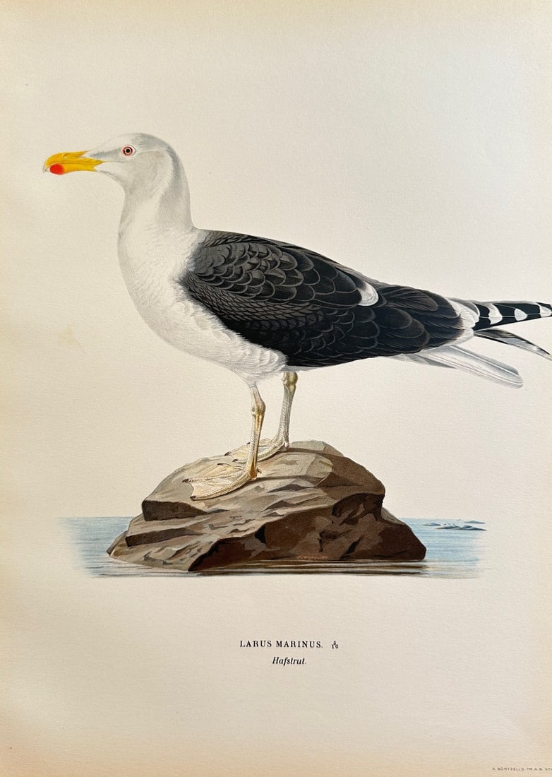 Magnus von Wright (1805–1868) – Great Black-backed Gull – Chromolithograph (1828–1838) (1 of 2)