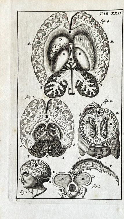 Steven Blankaart – Anatomical Studies of the Human Brain – Copperplate Engraving (1 of 2)