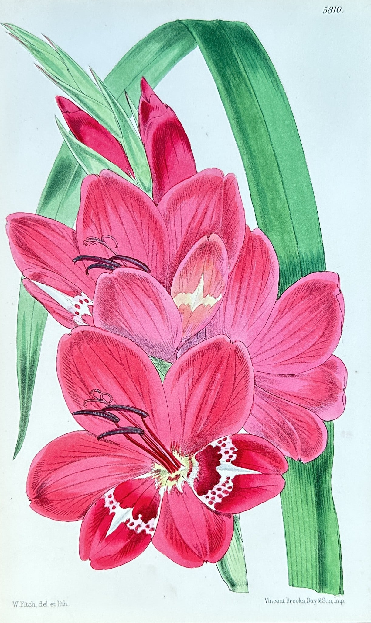 Walter Hood Fitch – Amaryllis (Hippeastrum) Flowers – Hand-colored Lithograph (1 of 3)