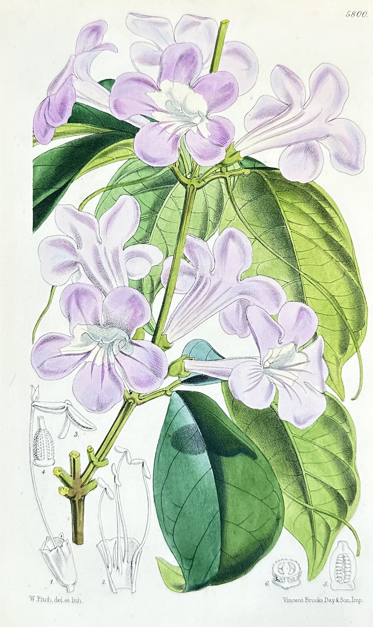 Walter Hood Fitch – Pandorea jasminoides – Hand-colored Lithograph (1 of 3)