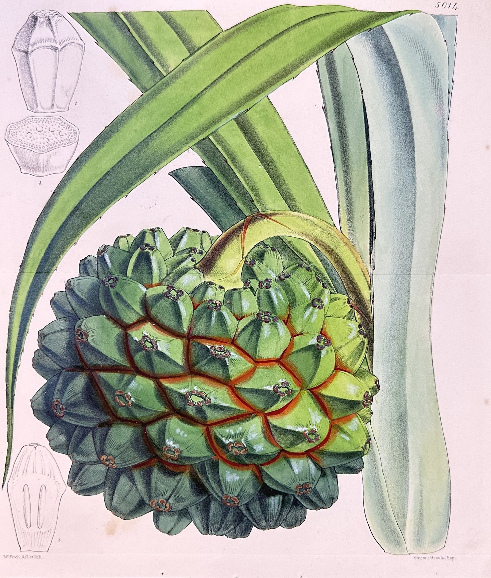 William Curtis – Pandanus (Screw Pine) Fruit – Hand-colored Engraving (1820): This detailed hand-colored engraving from The Botanical Magazine, an esteemed publication founded by William Curtis, illustrates a large, striking Pandanus fruit, commonly known as a Screw Pine. The p