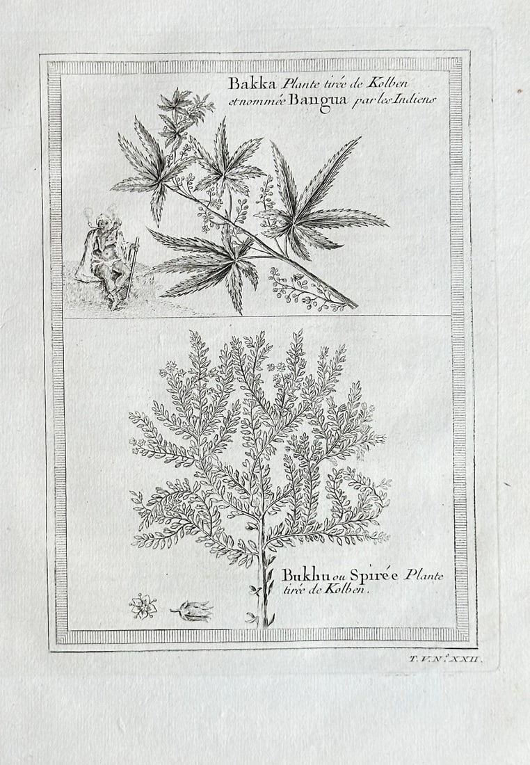 Abbé Antoine François Prévost – Illustrations of the Bakka and Bukhua Plants: This engraving from Abbé Prévost’s Histoire générale des voyages is divided into two sections. The top half shows the Bakka plant (likely Cannabis) with an indigenous figure next to it, and is n