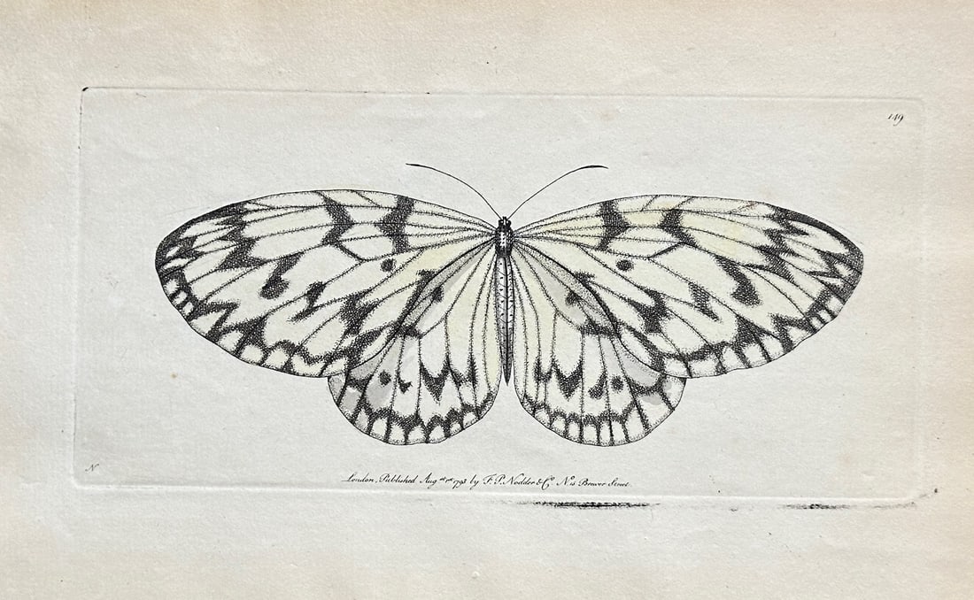 Frederick Polydore Nodder – Black-veined White Butterfly – Hand-coloured Engraviing (1 of 3)