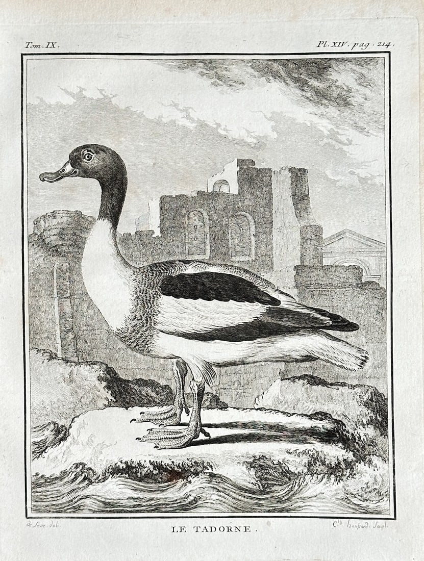 Georges Louis Leclerc, Comte de Buffon (1707–1788) – The Common Shelduck – Engraving: This engraving from Buffon’s monumental work Histoire naturelle depicts a common shelduck (Le Tadorne) standing on a rocky shore, with a large, ruined building in the background. The illustration fr