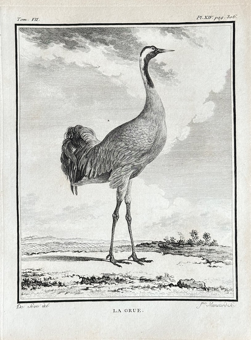Georges Louis Leclerc, Comte de Buffon – The Crane – Engraving (1758) (1 of 3)
