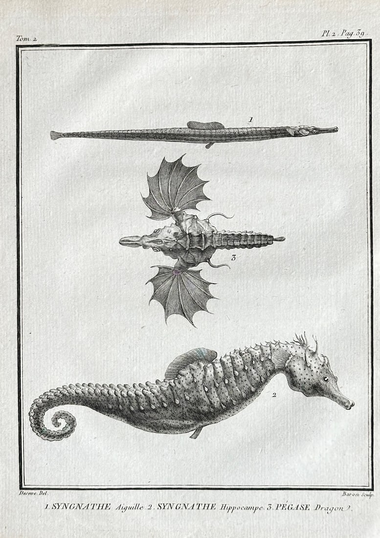 Georges Louis Leclerc, Comte de Buffon – Illustration of a Pipefish, Seahorse (1 of 3)