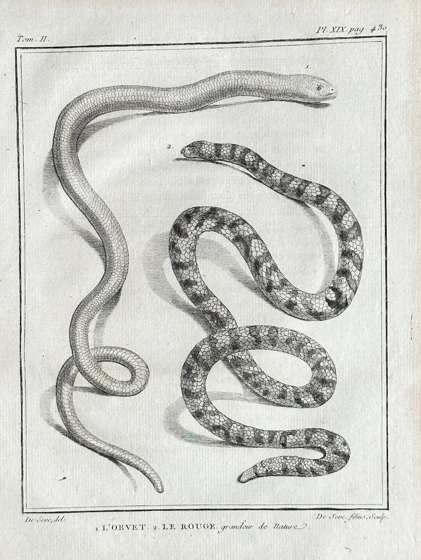 Georges Louis Leclerc, Comte de Buffon – The Slow Worm and the Red Snake (1 of 3)