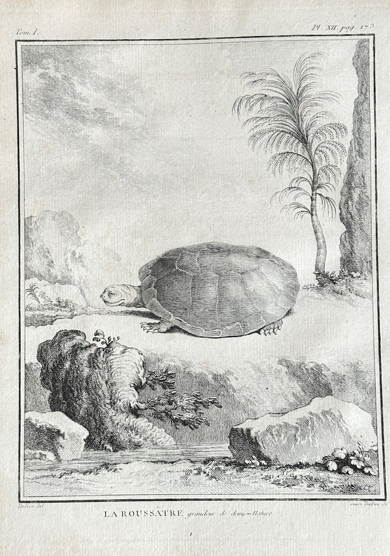 Georges Louis Leclerc, Comte de Buffon – The Russet Turtle – Engraving: This engraving from Buffon’s monumental work Histoire naturelle depicts a turtle, identified as "La Roussatres," in a tropical landscape with a palm tree, rocks, and a stream. The inscription "grand