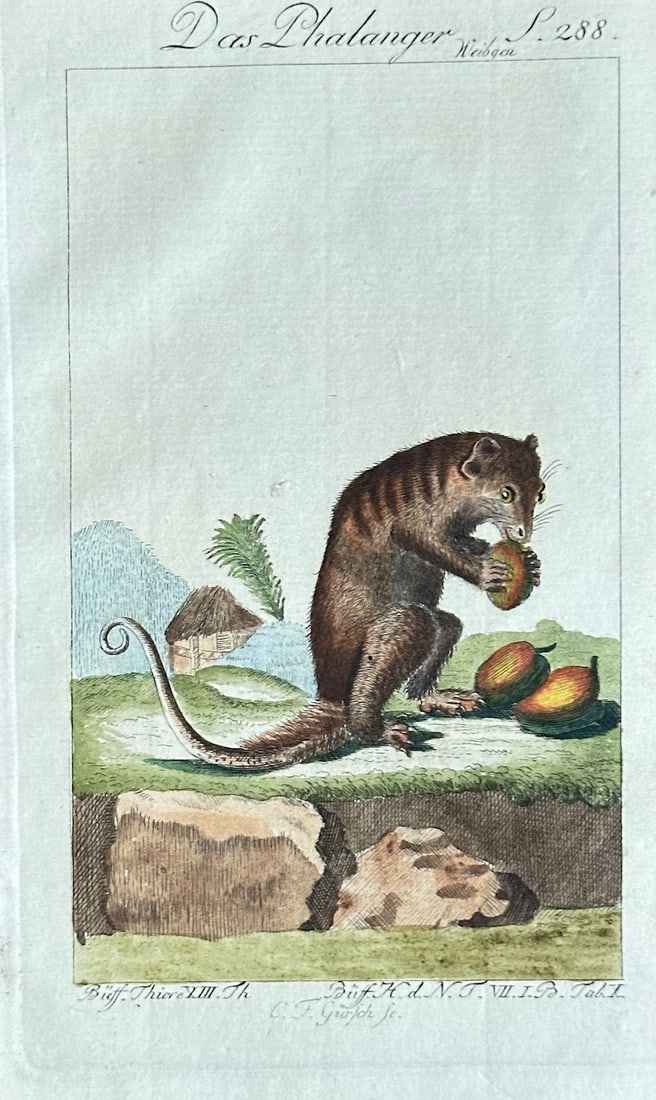 Georges Louis Leclerc, Comte de Buffon – The Phalanger – Hand-coloured Engraving: This hand-coloured engraving is a detailed zoological illustration of a phalanger, a possum-like marsupial. The animal is depicted sitting on a grassy mound, eating a piece of fruit, in a landscape th
