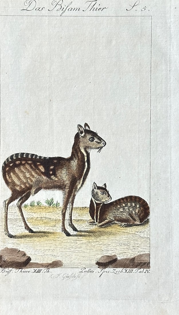 Georges Louis Leclerc, Comte de Buffon – The Musk Animal (Chevrotain): This hand-coloured engraving is a detailed zoological illustration of two chevrotains, or mouse-deer, identified as "Das Bi?am Thier" (The Musk Animal). The print depicts one animal standing in profil