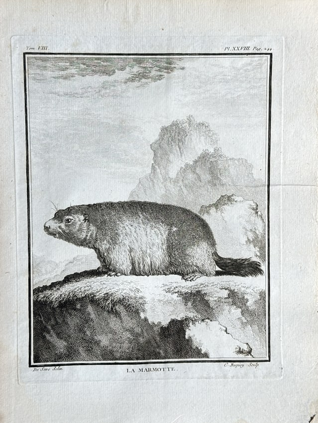 Jacques de Sève (fl. 1742–1788) – The Marmot – Engraving (1761) (1 of 3)