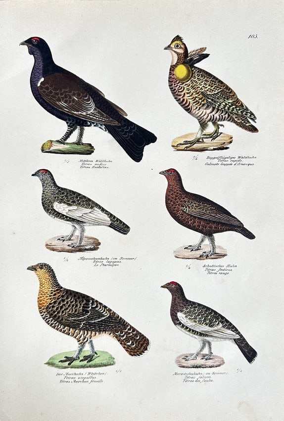Leopold Joseph Fitzinger – Six Grouse Species – Chromolithograph (c. 1870): A detailed chromolithograph illustrating six distinct species of grouse and other fowl, each figure precisely rendered with scientific detail and hand-colouring. The print, numbered 105, originates fr