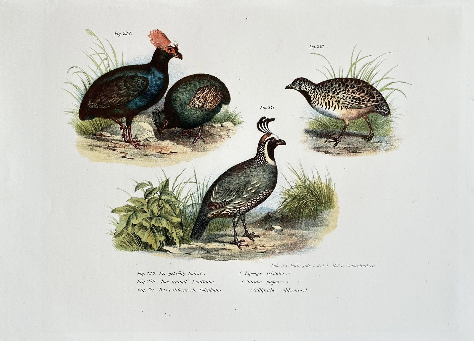 Leopold Fitzinger (1802–1884) – Set of 3: Tropical Quails and Partridges – Chromolithograph (1 of 3)