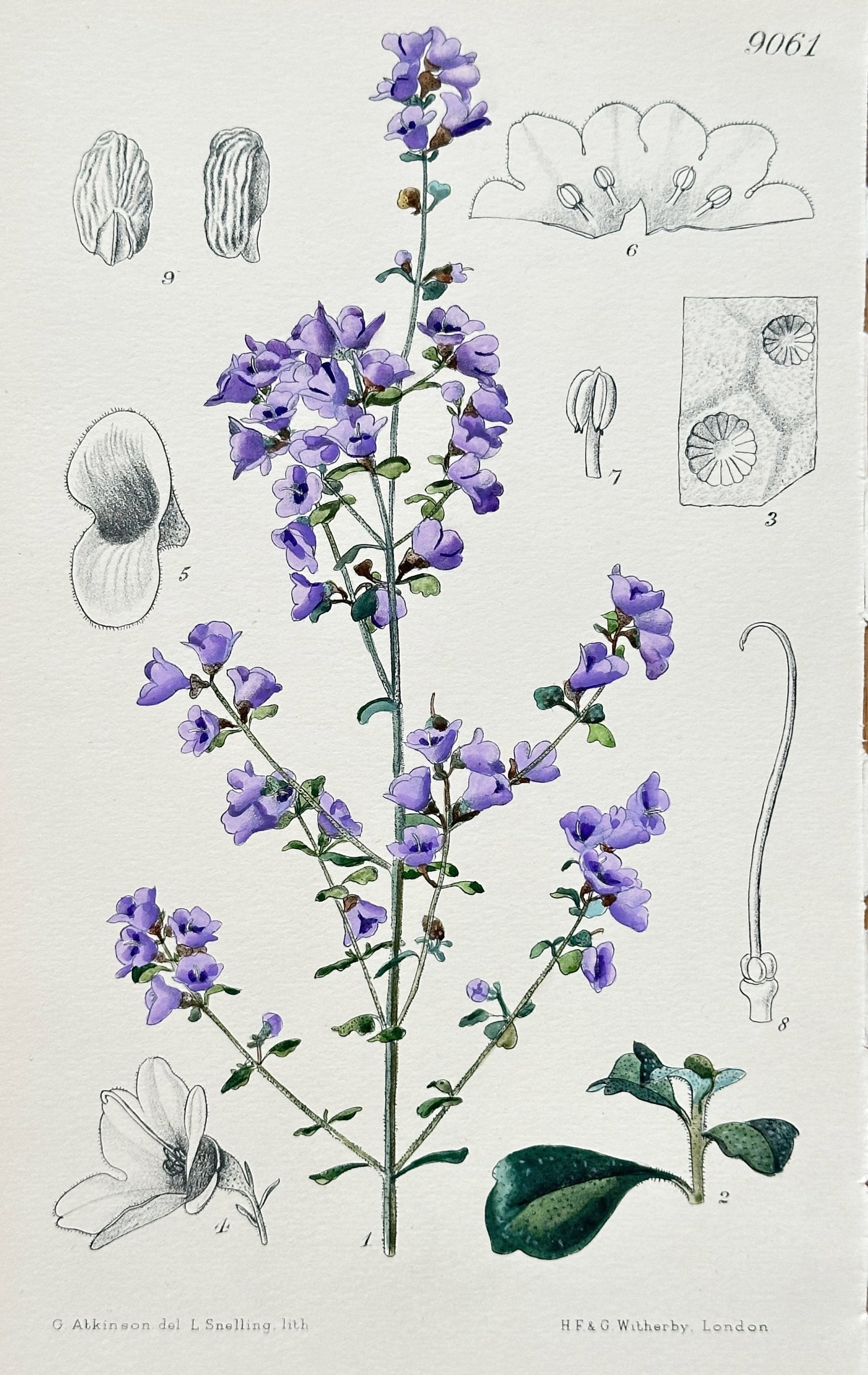 William Curtis – Prostanthera Rotundifolia – Hand-coloured lithograph (1889–1891): This hand-coloured lithograph depicts a detailed botanical illustration of Prostanthera Rotundifolia, a plant native to Australia. The print, from a publication by H.F. & G. Witherby, London, shows th