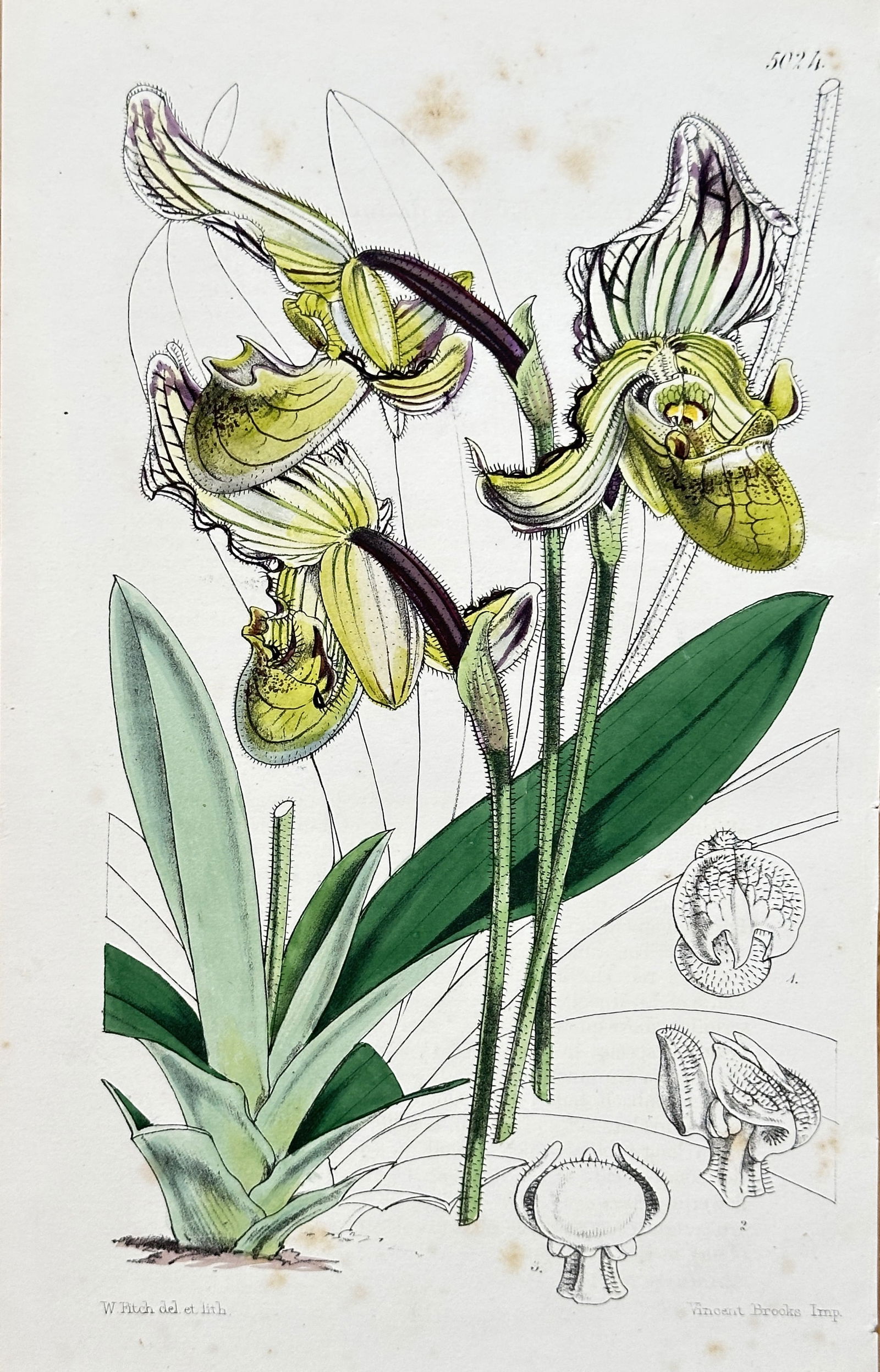 William Curtis – Paphiopedilum villosum – Hand-coloured lithograph (1857) (1 of 3)