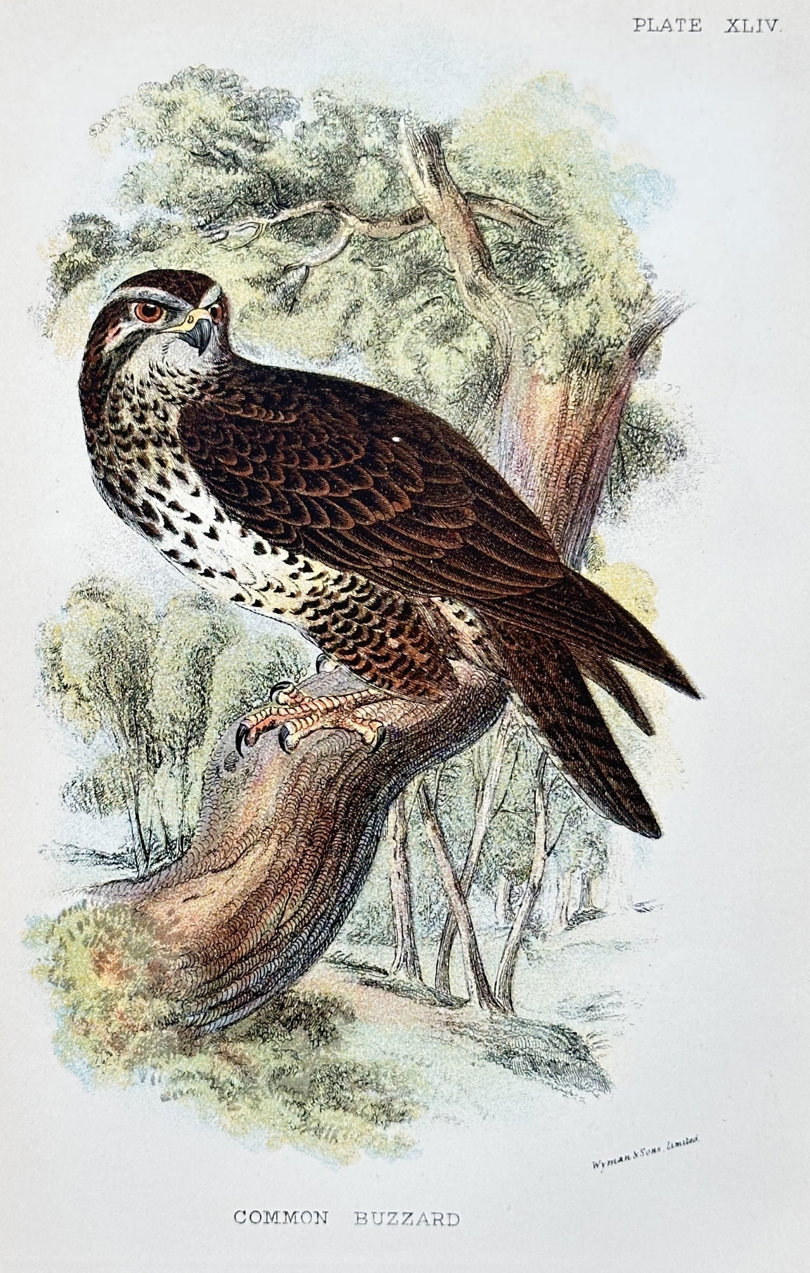 Richard Bowdler Sharpe (1847–1909) – Common Buzzard – Chromolithograph (c. 1870–1890) (1 of 3)