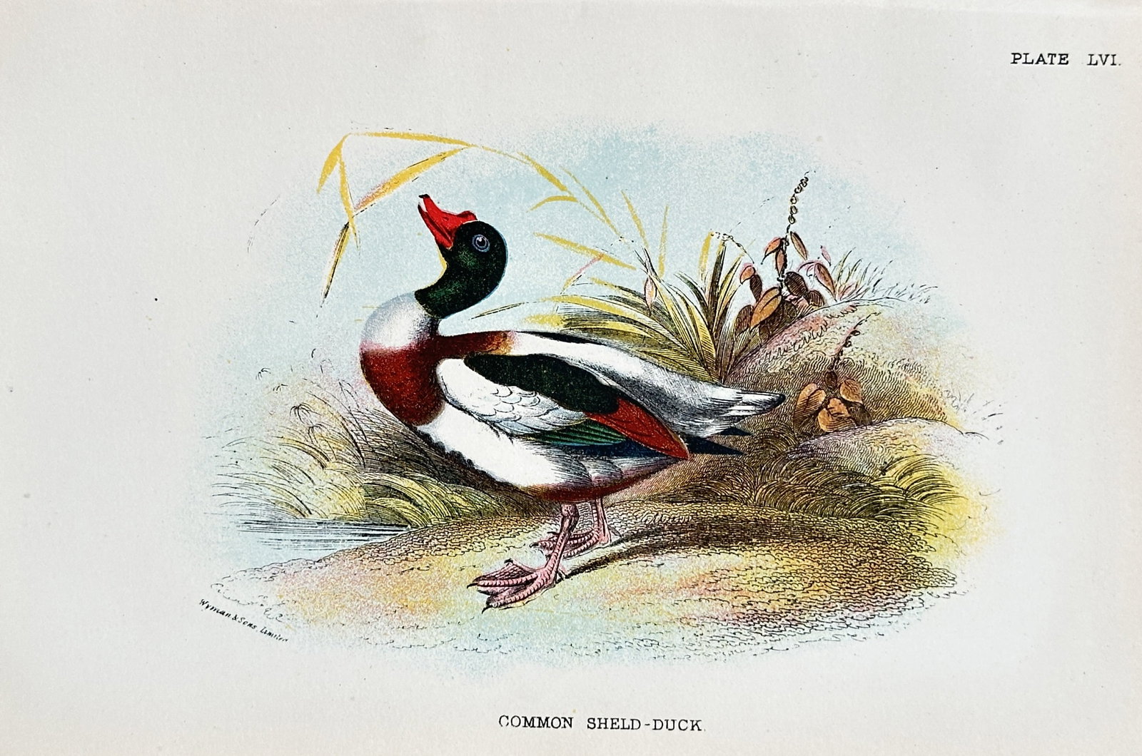 Richard Bowdler Sharpe (1847–1909) – Common Sheld-duck – Chromolithograph (c. 1870–1880): This chromolithograph is a detailed illustration of a Common Sheld-duck in a naturalistic landscape. The work is a plate from a 19th-century ornithological publication, rendered with scientific accura