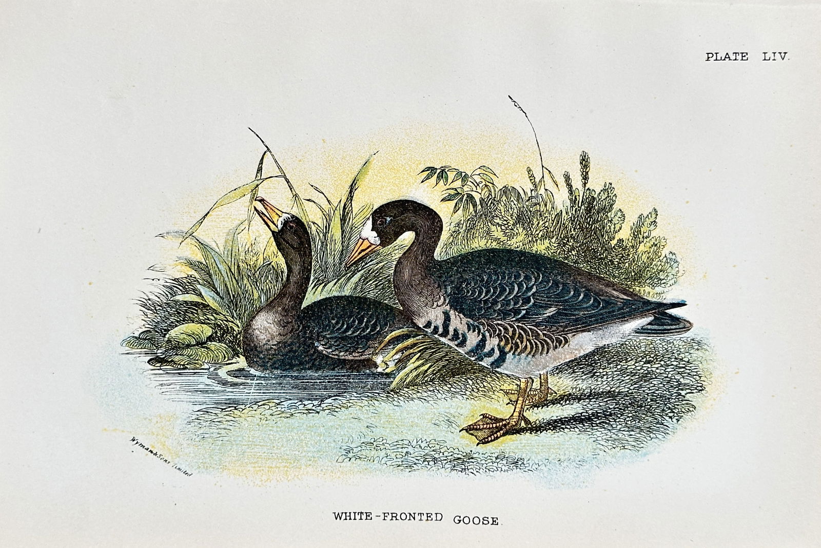 Richard Bowdler Sharpe (1847–1909)  – White-fronted Goose – Chromolithograph (c. 1870–1880) (1 of 2)
