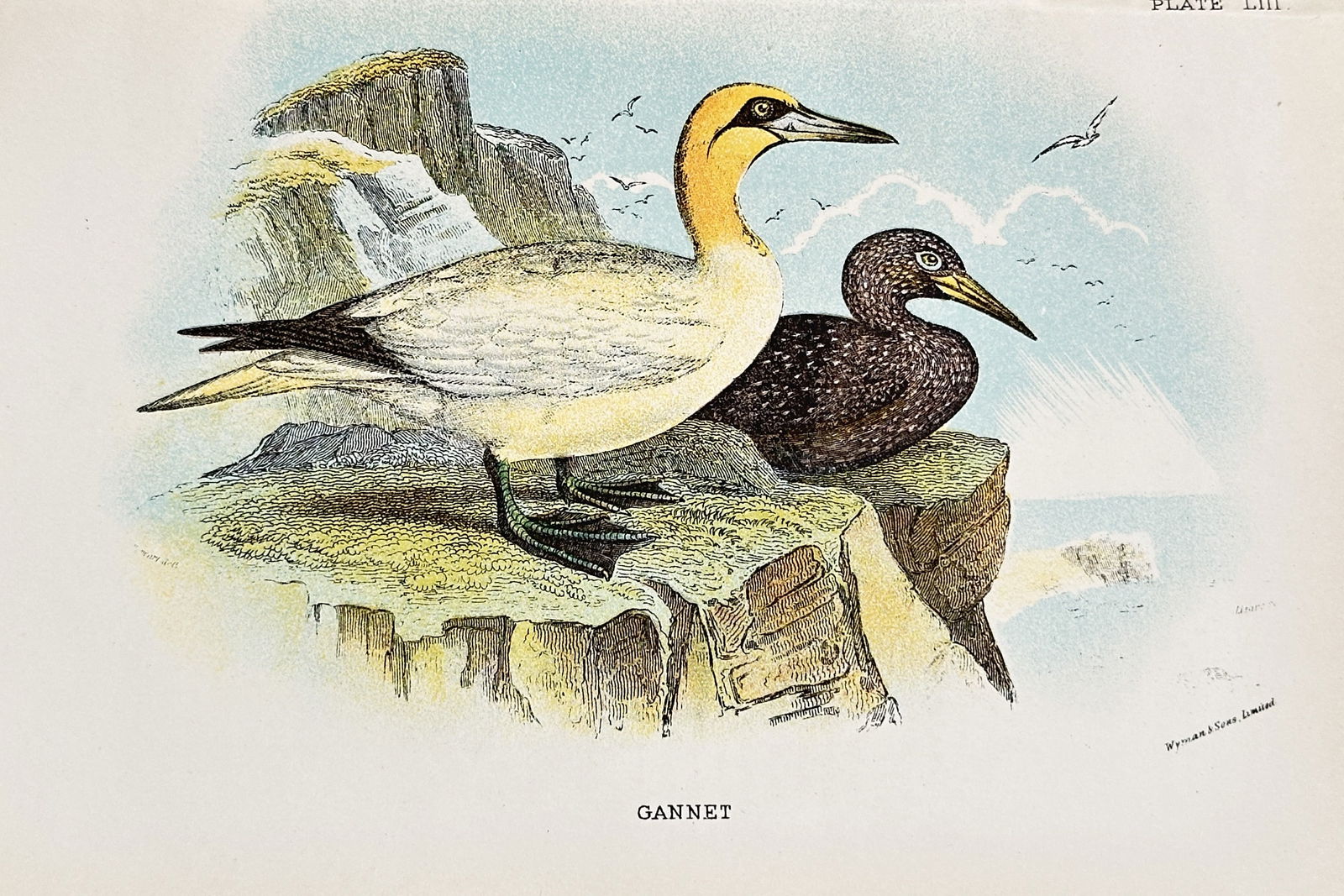 Richard Bowdler Sharpe (1847–1909) – Gannet – Chromolithograph (c. 1870–1890) (1 of 2)
