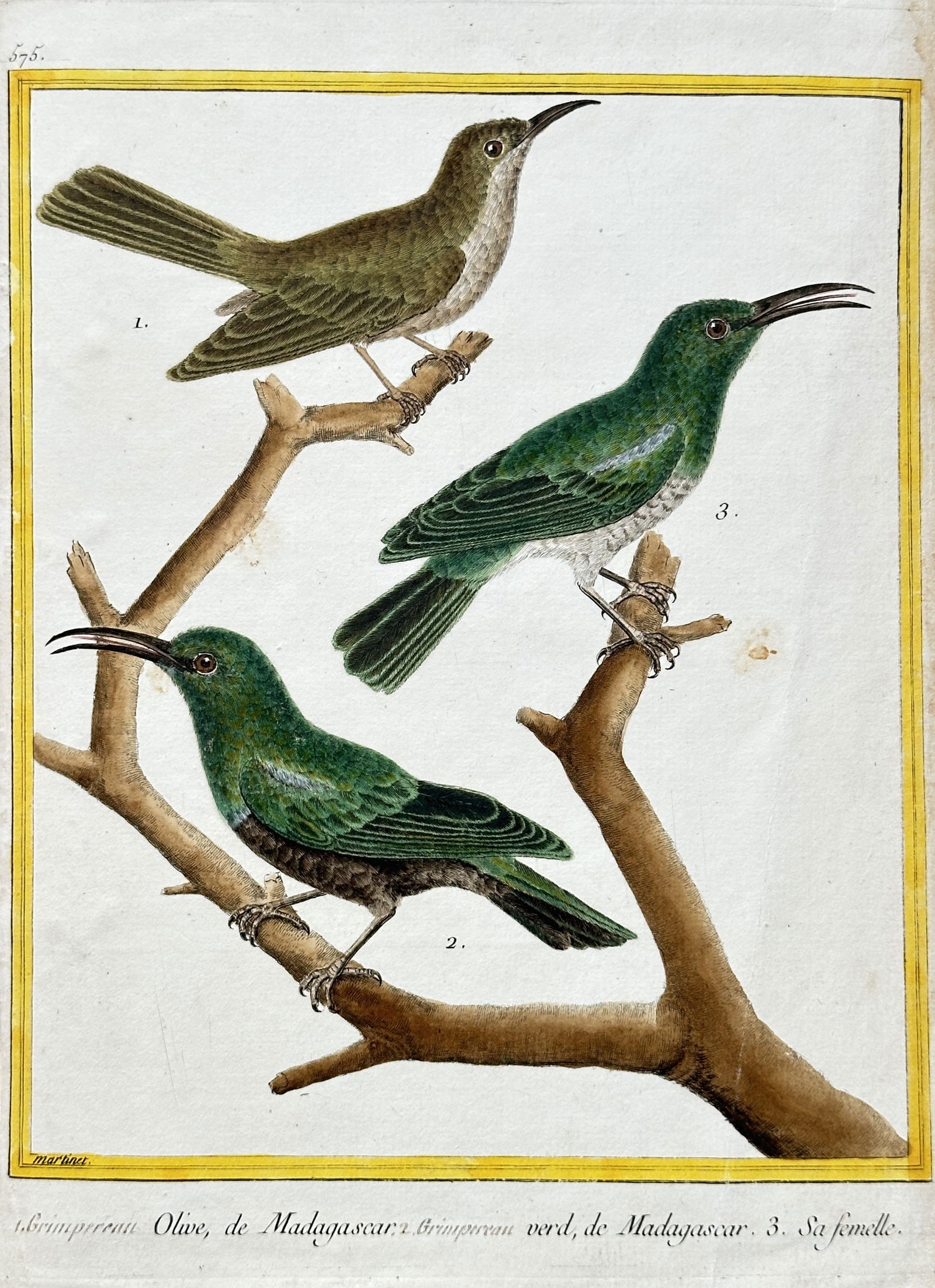 François-Nicolas Martinet (c. 1731–1800) – Three Creepers from Madagascar (1 of 3)