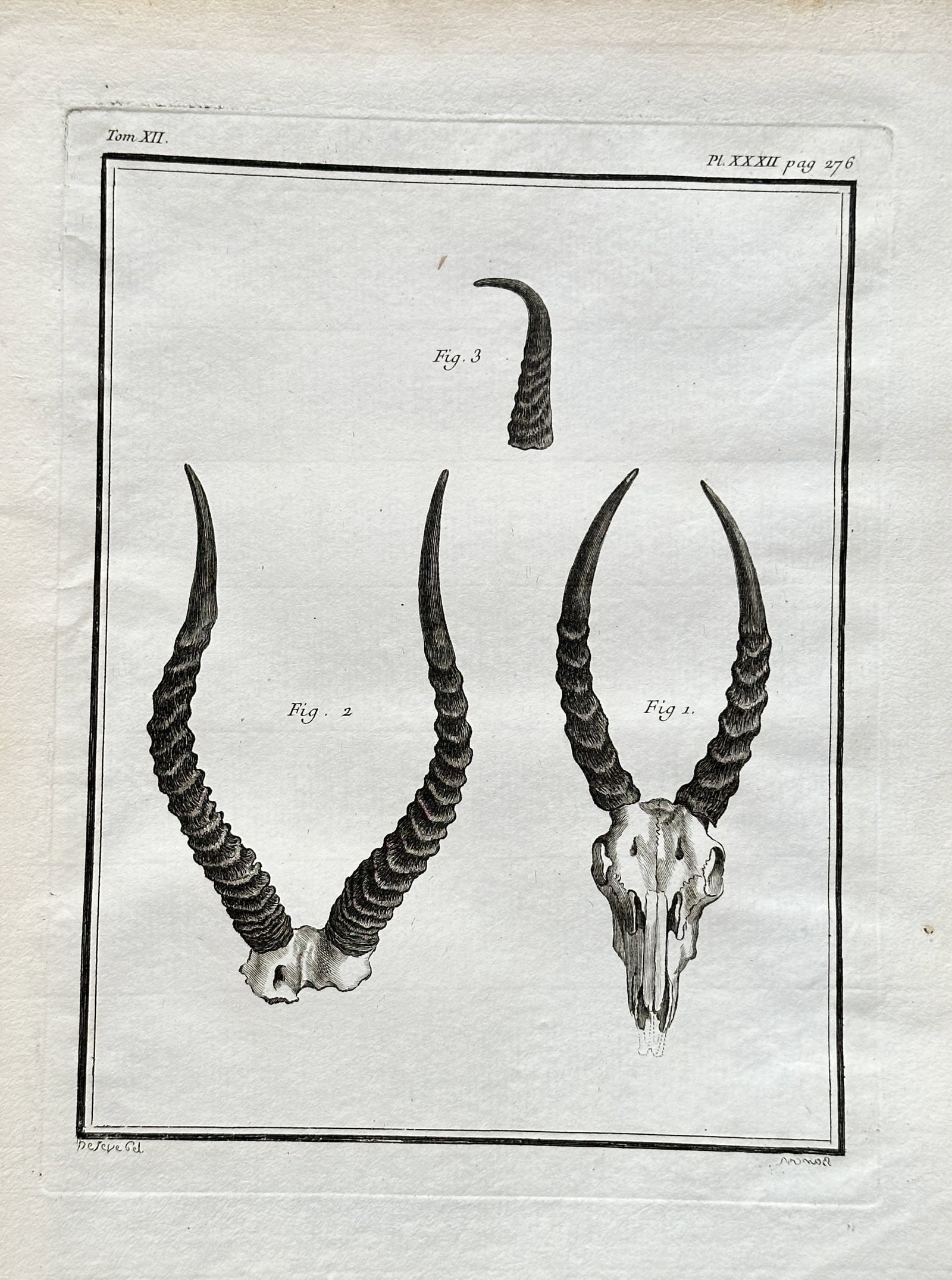 Georges-Louis Leclerc, Comte de Buffon (1707–1788) – Skull and Horns of an Antelope –: This engraving from Buffon's monumental publication Histoire Naturelle presents a detailed anatomical illustration titled Skull and Horns of an Antelope. The plate, from Volume XII of the series, depi
