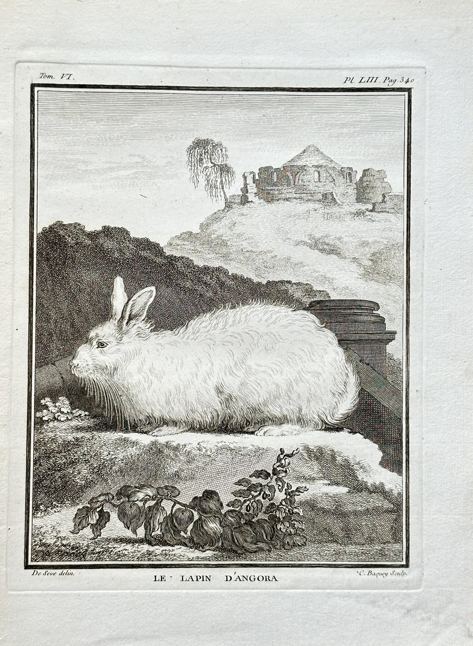 Georges-Louis Leclerc, Comte de Buffon (1707–1788) – The Angora Rabbit – Engraving: This engraving from Buffon's monumental publication Histoire Naturelle is an illustration titled The Angora Rabbit. The plate, from Volume VI of the series, depicts a long-haired Angora rabbit in a la