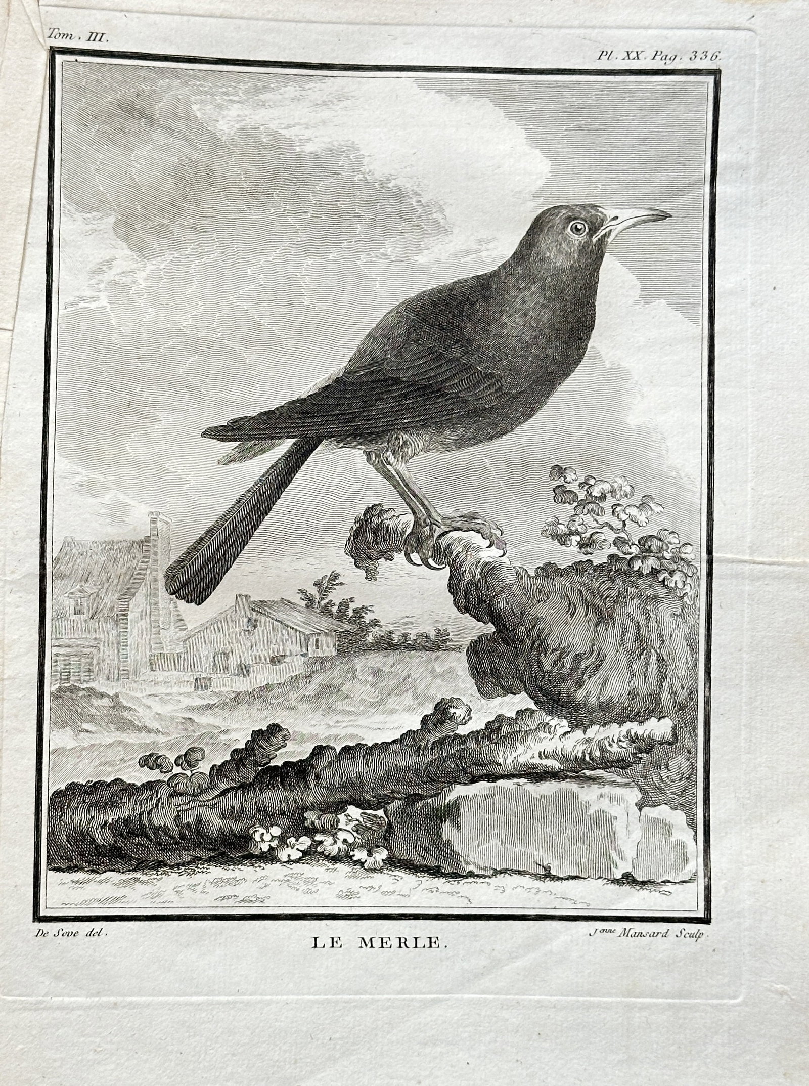 Georges-Louis Leclerc, Comte de Buffon (1707–1788) – The Blackbird – Engraving (1749–1788): This engraving from Buffon's monumental publication Histoire Naturelle is a scientific illustration titled The Blackbird. The plate, from Volume III of the series, depicts a blackbird perched on a roc
