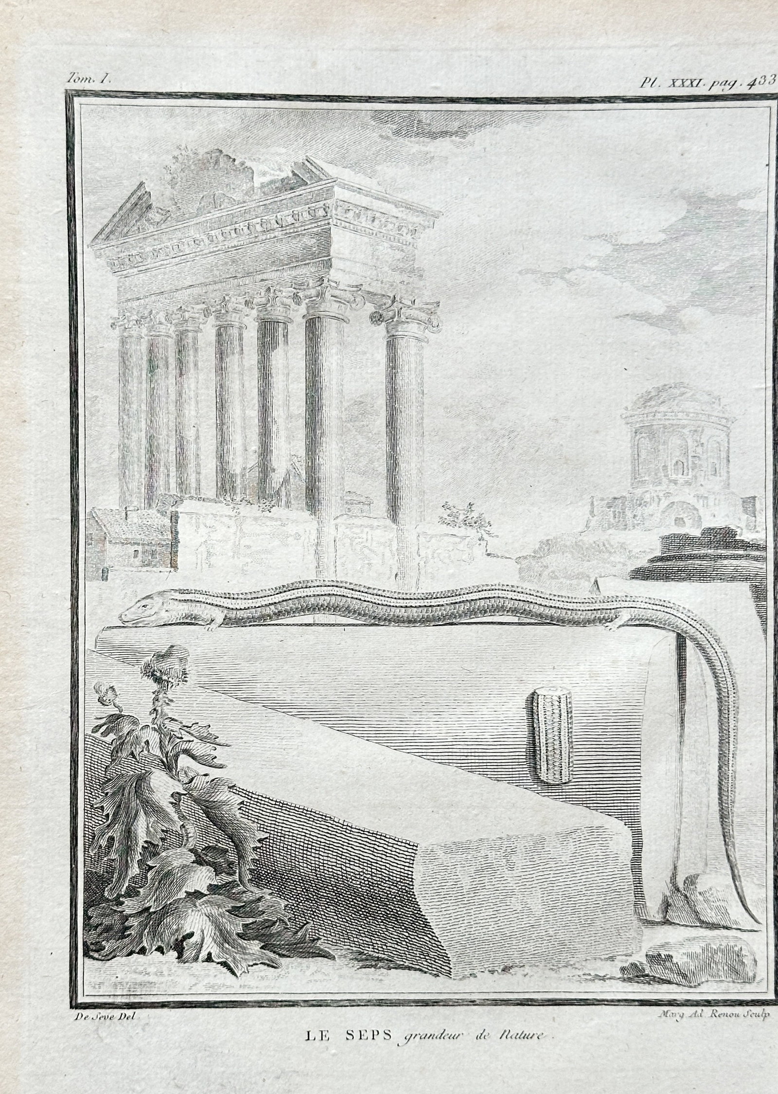 Georges-Louis Leclerc, Comte de Buffon (1707–1788) – The Seps Lizard – Engraving: This engraving from Buffon's monumental publication Histoire Naturelle is a scientific illustration titled The Seps Lizard. The plate, from Volume I of the series, depicts a seps lizard in a landscape
