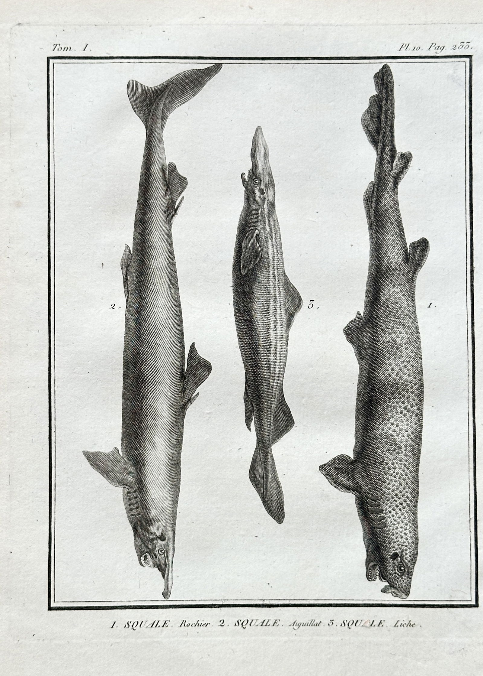 Georges-Louis Leclerc, Comte de Buffon  – Three Sharks: Smooth-hound, Requiem, and Spiny Dogfish (1 of 3)