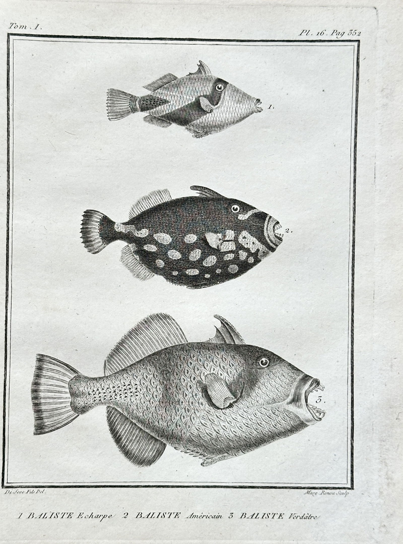 Georges-Louis Leclerc, Comte de Buffon (1707–1788) – Three Triggerfish – Engraving (1 of 3)