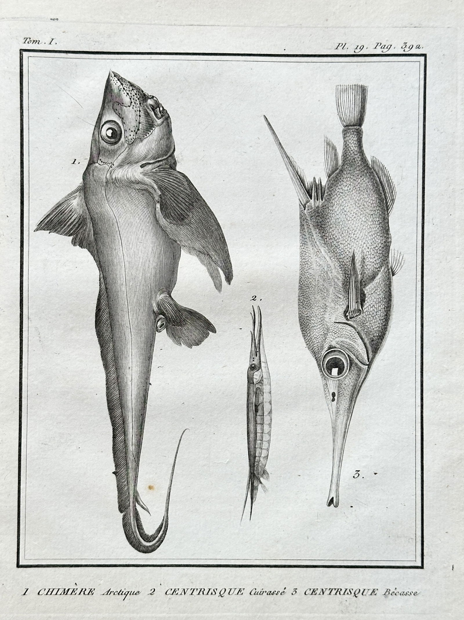 Georges-Louis Leclerc, Comte de Buffon (1707–1788) – Three Fish: Arctic Chimera, Centrisque (1 of 3)