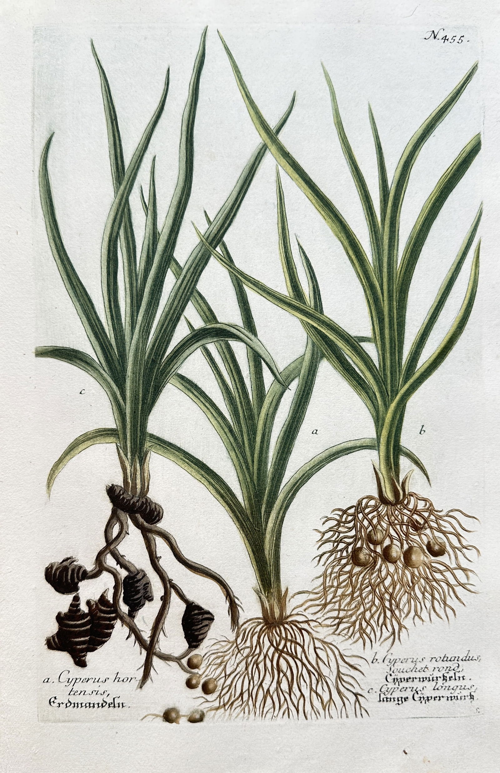 Johann Wilhelm Weinmann (1683–1741) – Three Species of Sedge (Cyperus) (1 of 3)