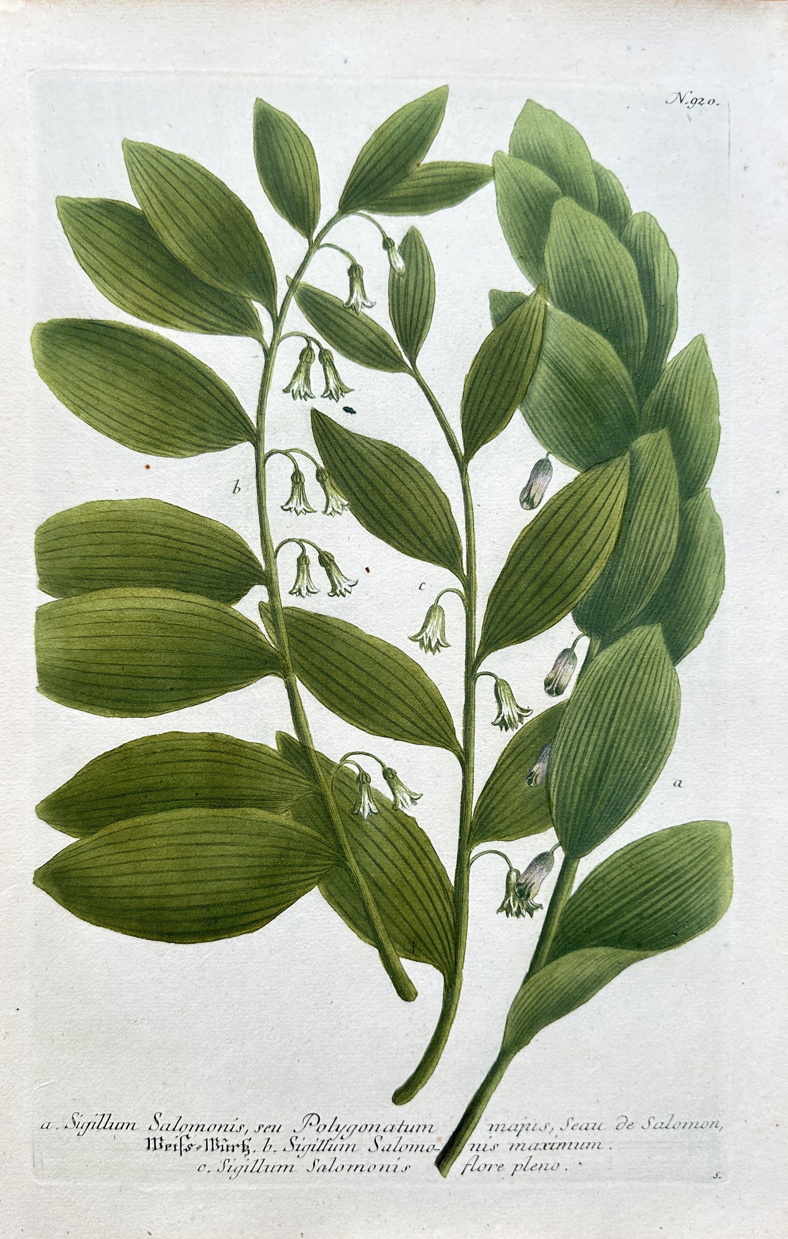 Johann Wilhelm Weinmann (1683–1741) – Two Species of Solomon's Seal – Hand-coloured engraving (1 of 3)