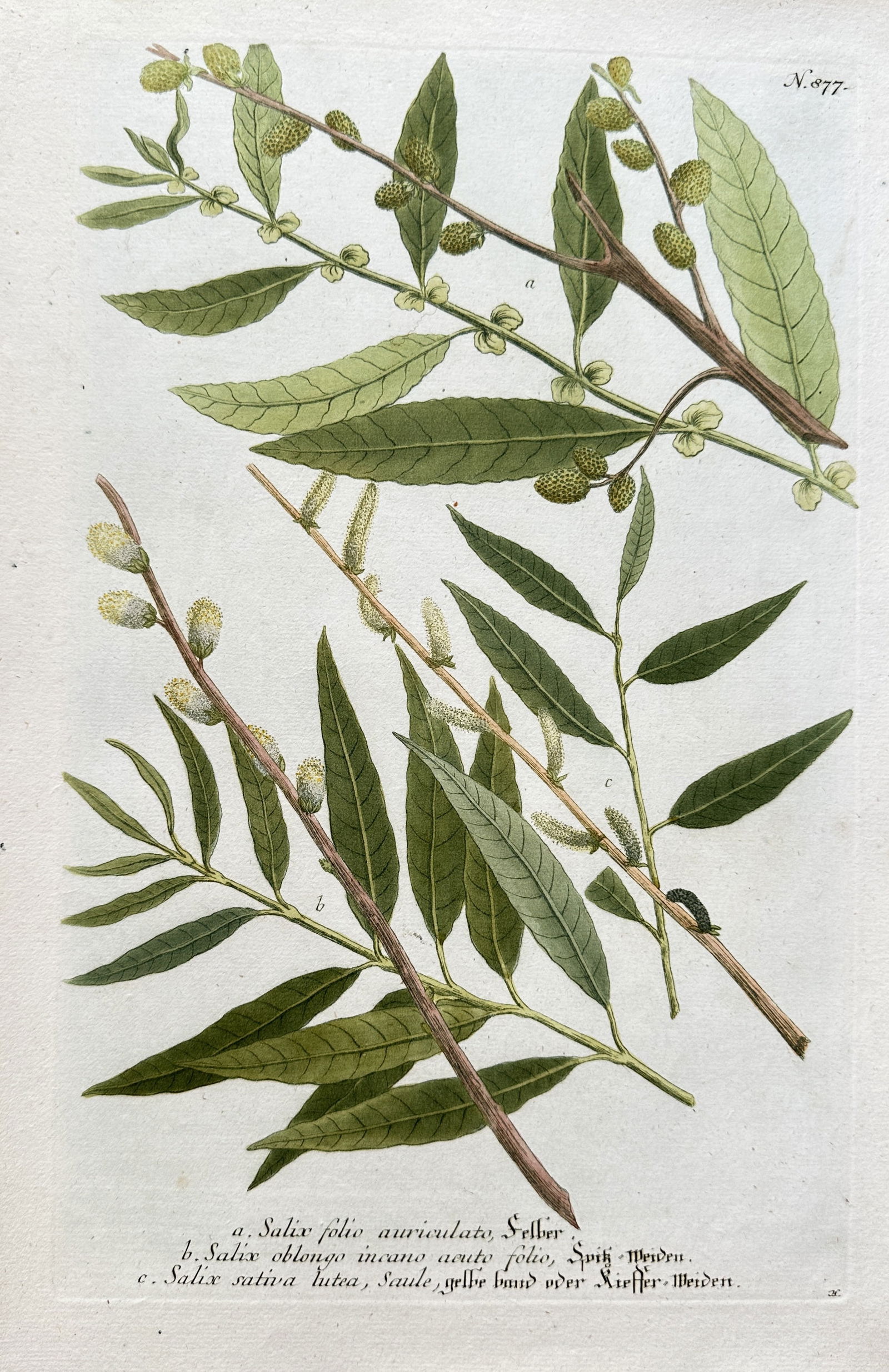 Johann Wilhelm Weinmann (1683–1741) – Three Species of Willow (Salix) – Hand-coloured (1 of 3)