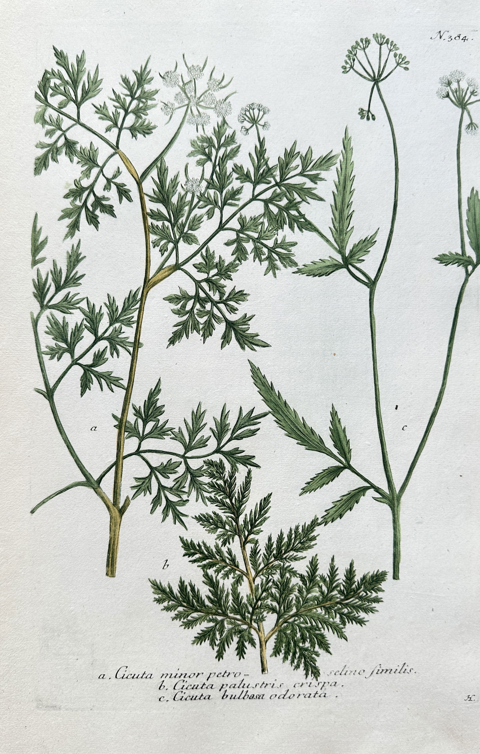 Johann Wilhelm Weinmann (1683–1741) – Three Species of Water Hemlock and Water Parsnip (1 of 3)
