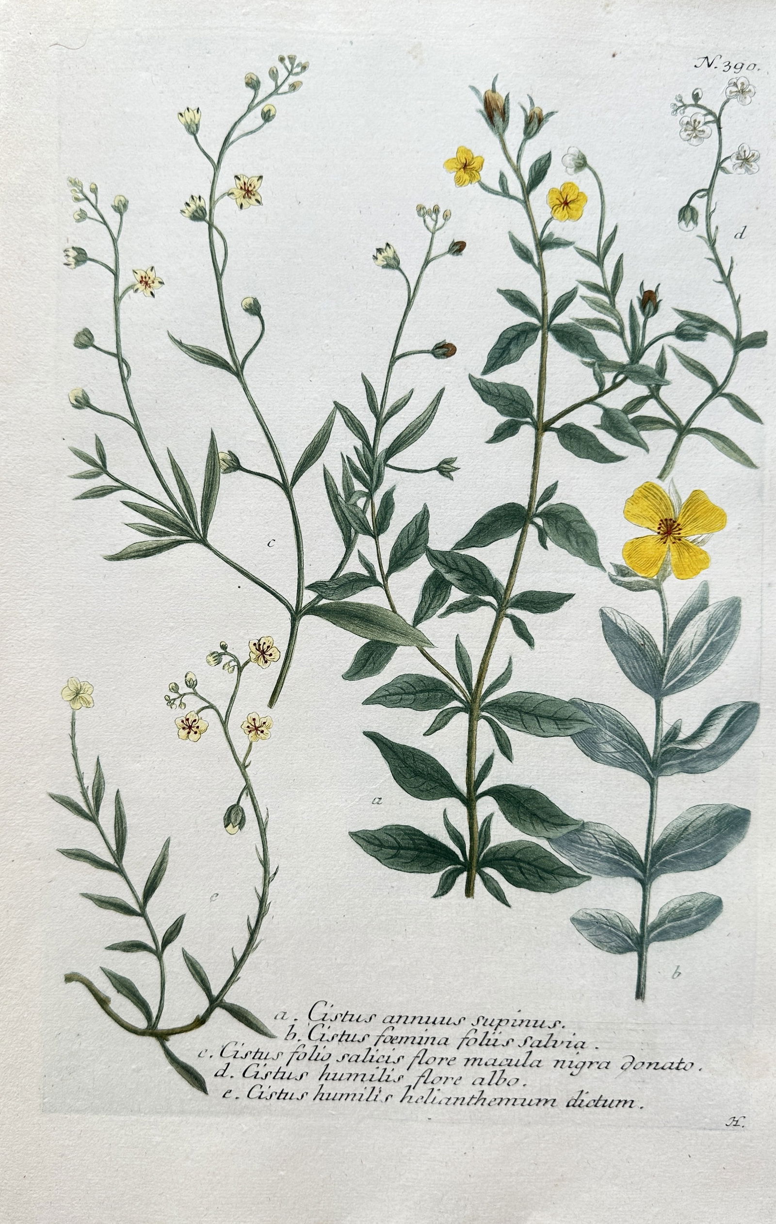 Johann Wilhelm Weinmann (1683–1741) – Five Species of Rockrose and Scurvy-grass (1 of 3)
