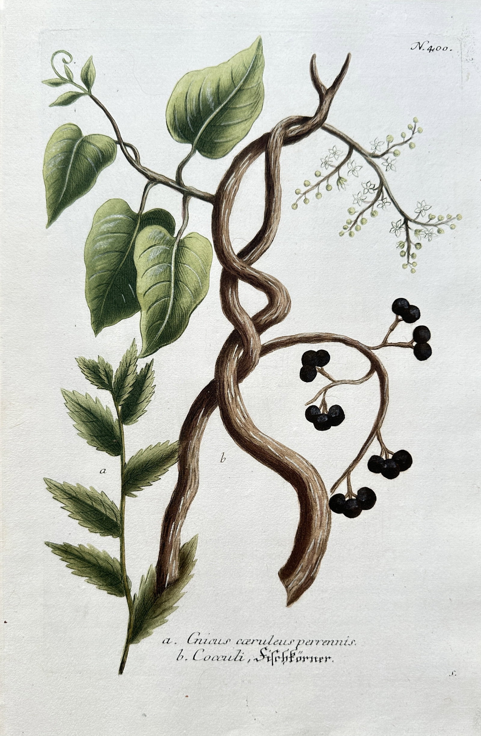 Johann Wilhelm Weinmann (1683–1741) – Two Species of Corali and Covasli – Hand-coloured: This hand-coloured engraving from Johann Wilhelm Weinmann's Phytanthoza Iconographia is a botanical illustration of two plants: a flowering vine and a leafy branch with berries. The plate is rendered 