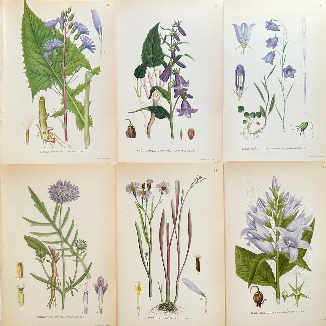 Carl Lindman (1856–1928) – Set of 6: Creeping Bellflower and Harebell – Chromolithograph (c. (1 of 2)