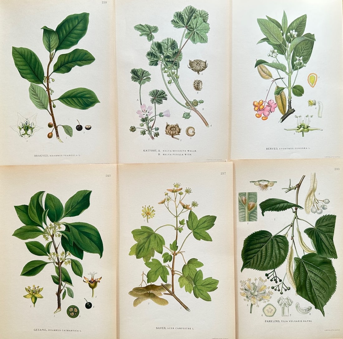 Carl Lindman (1856–1928) – Set of 6: Alder Buckthorn and Field Maple – Chromolithograph (c. (1 of 2)