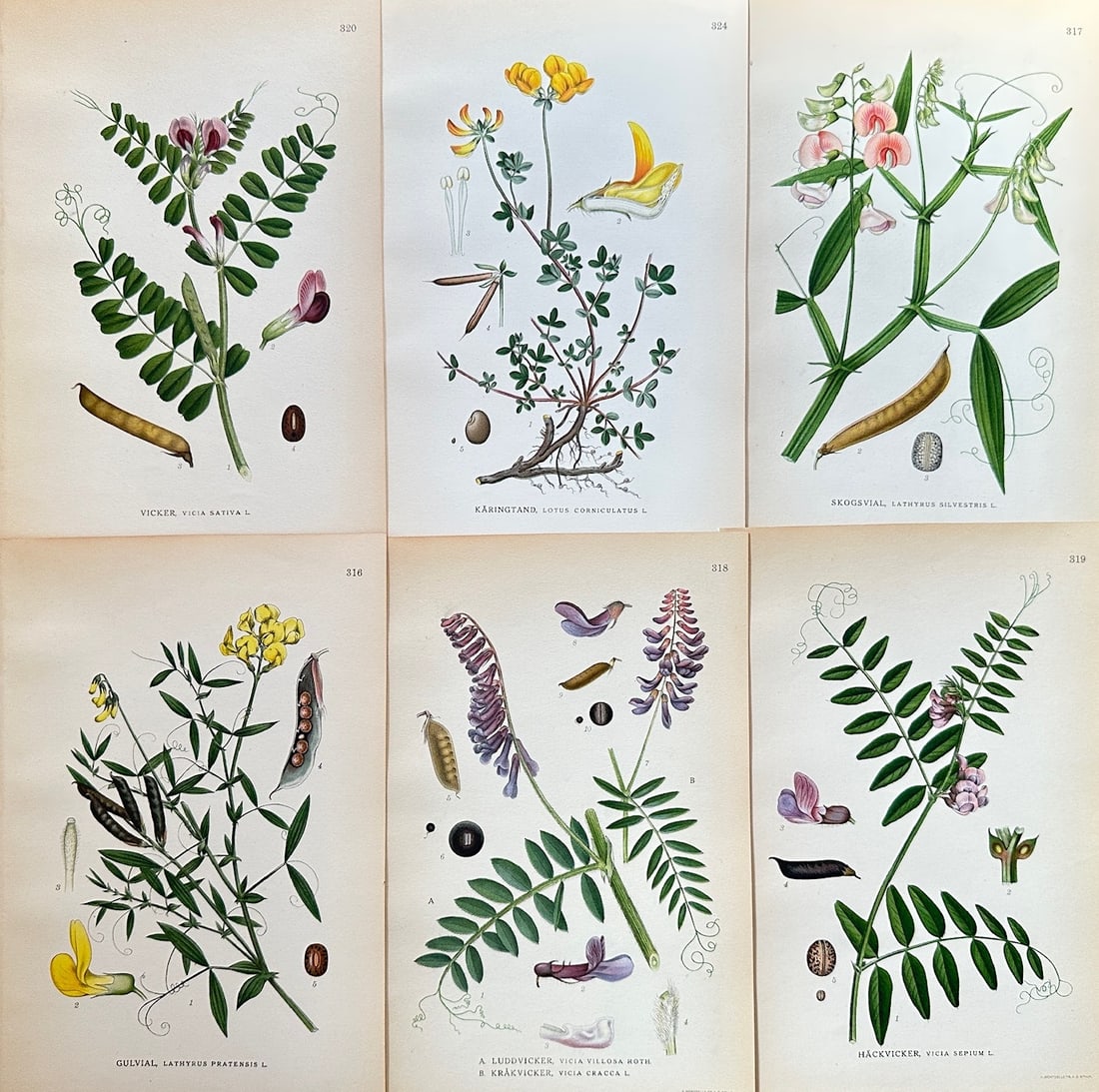 Carl Lindman (1856–1928) – Set of 6: Common Vetch and Meadow Vetchling – Chromolithograph (c. (1 of 2)