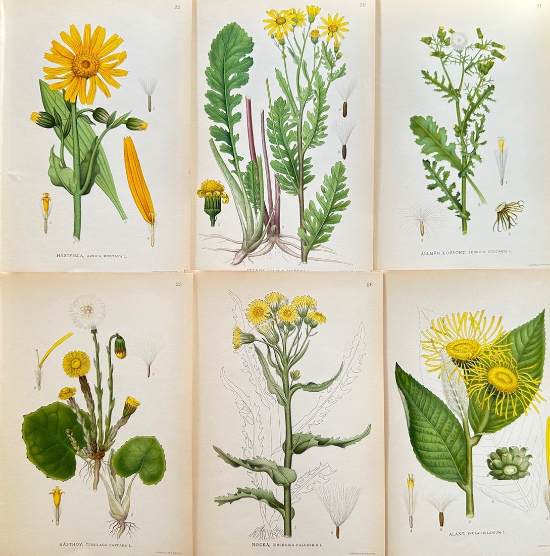 Carl Lindman (1856–1928) – Set of 6: Arnica Montana and Colt's-foot – Chromolithograph (c. (1 of 2)