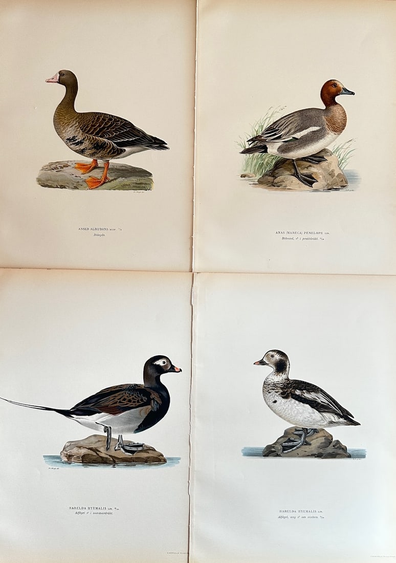 Magnus von Wright (1805–1868) – Set of 4: Greater White-fronted Goose and Eurasian Wigeon (1 of 2)