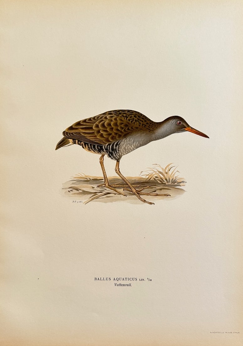 Magnus von Wright (1805–1868) – Water Rail – Hand-colored Lithograph (1828–1838) (1 of 2)