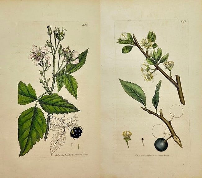 James Sowerby – Set of 2 Plates: Rubus caesius and Prunus insititia – coloured (1 of 3)