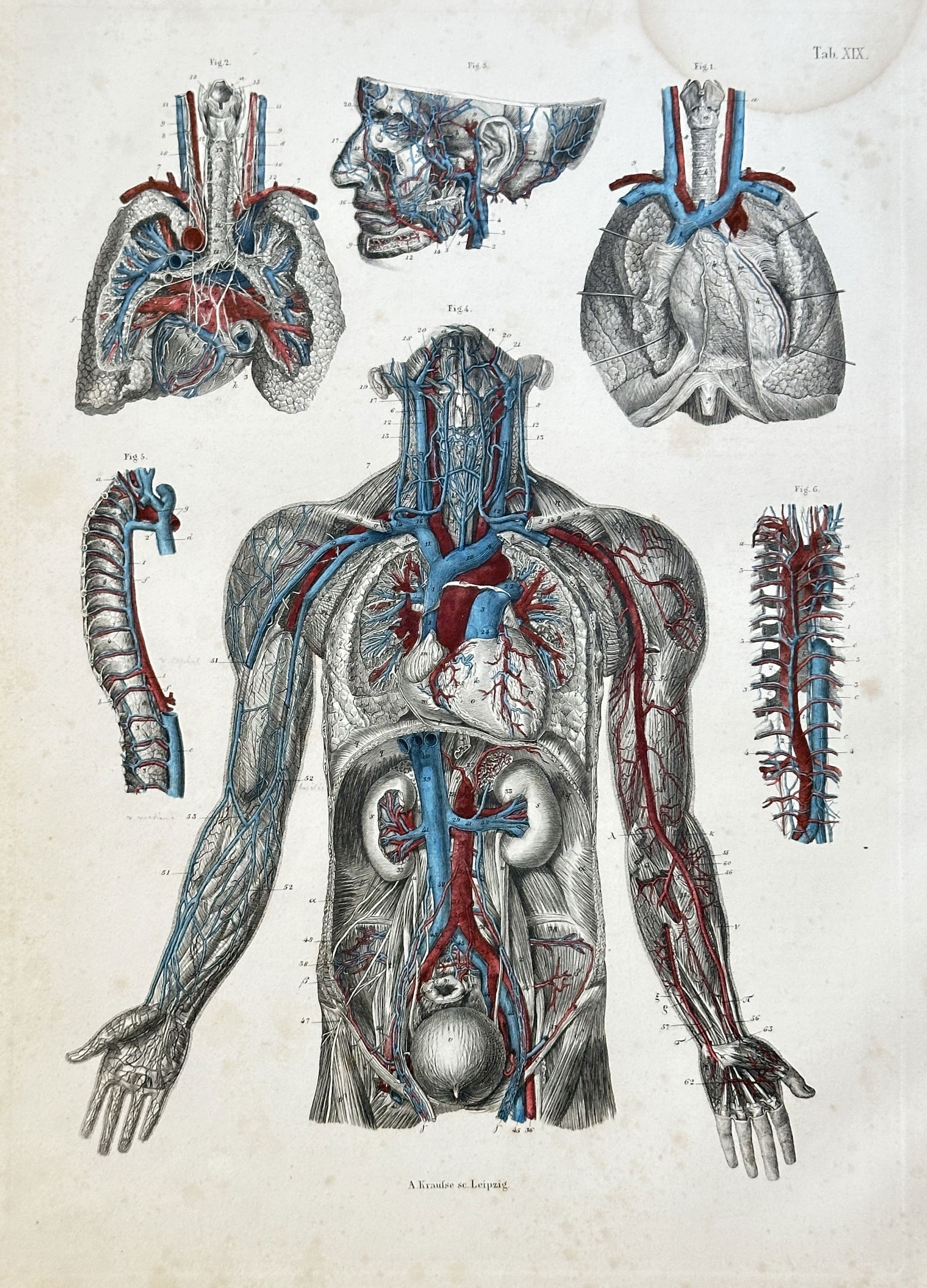 Carl Ernest Bock (1809–1874) – Anatomical Study of the Vascular System – Hand-coloured (1 of 3)