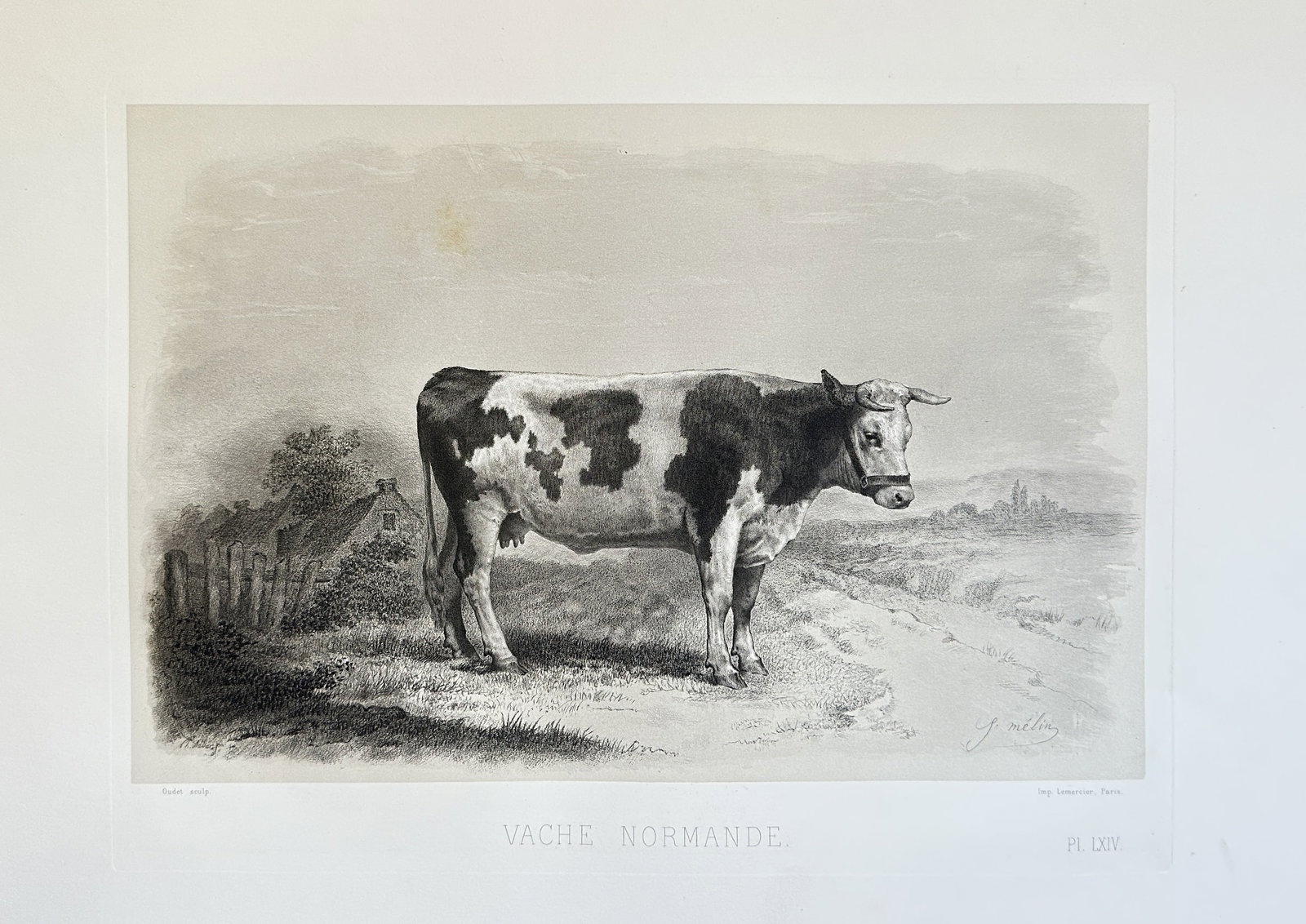 Émile Baudement (1819–1886) – Normandy Cow – Lithograph (1856) (1 of 3)