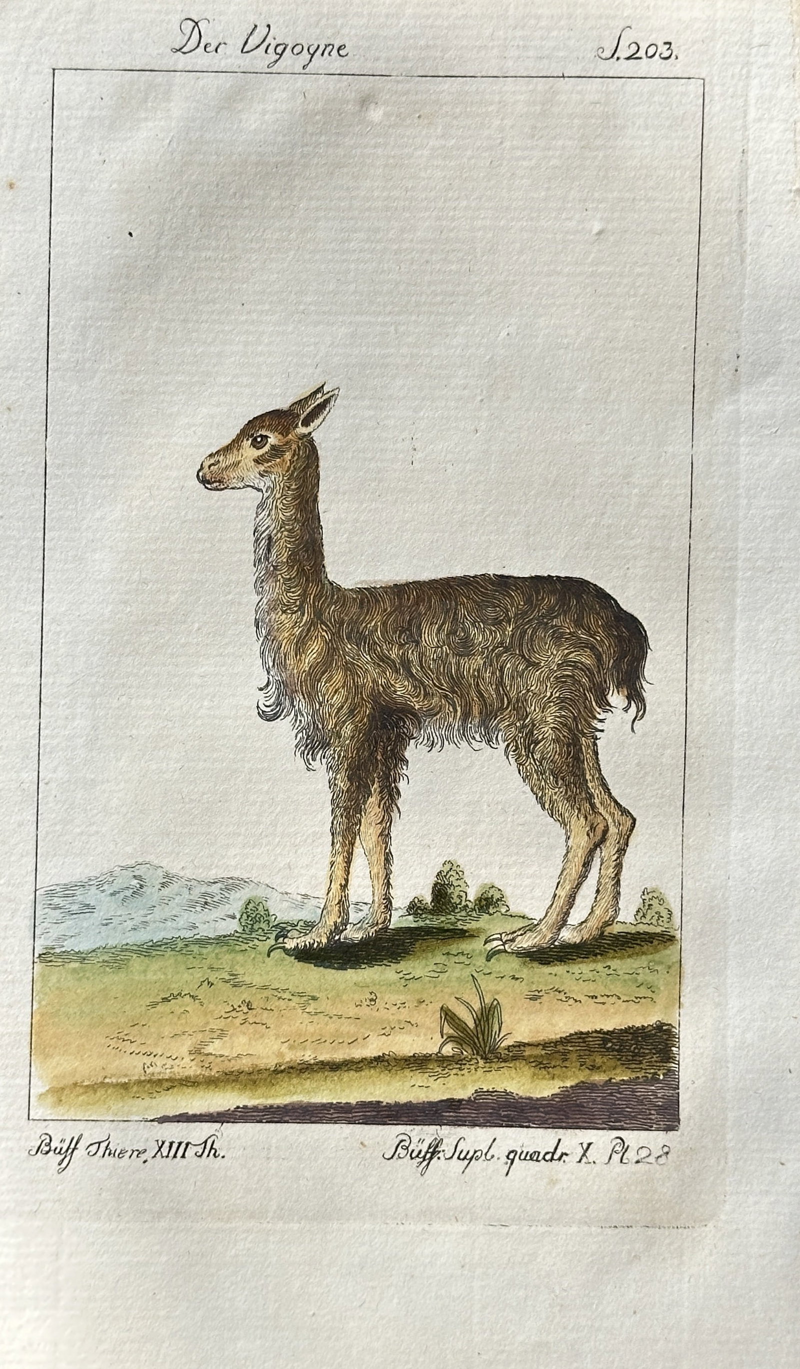 Georges Louis Leclerc, Comte de Buffon – The Vicuña – Engraving, Hand-coloured: This hand-coloured engraving, titled "Der Vigoyne" in German, depicts a vicuña in a landscape setting. The animal is rendered in profile with its characteristic slender build and thick, woolly fleece